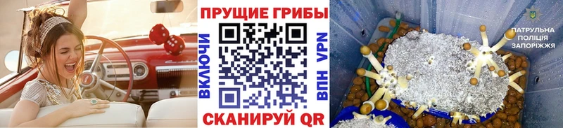 Галлюциногенные грибы GOLDEN TEACHER  продажа наркотиков  Электроугли 